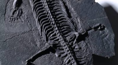 Un viaggio nel tempo tra fossili, rocce e minerali: la nuova mostra ISPRA al Museo delle Civiltà